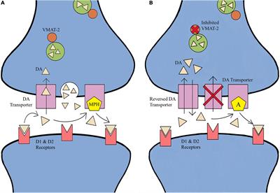 The therapeutic potential of exercise and caffeine on attention-deficit/hyperactivity disorder in athletes